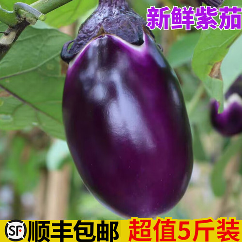 新鲜茄子现在现发5斤顺丰