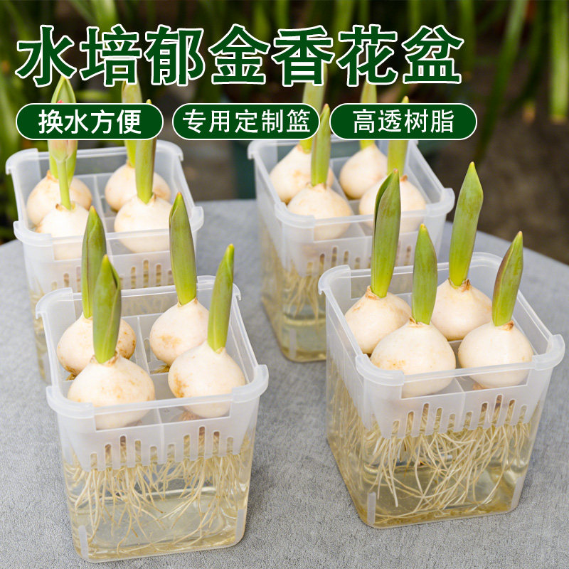 郁金香洋水仙风信子专用方形水培盆器皿含定制篮换水方便不伤根系,鲜花速递/花卉仿真/绿植园艺,花盆,淘宝优惠券,粉丝福利购,淘宝优惠卷