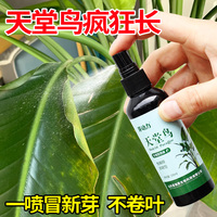 天堂鸟专用肥营养液水培叶子发黄卷叶烂根免稀释型肥通用型营养液