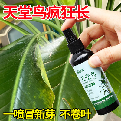 天堂鸟专用肥营养液水培叶子发黄卷叶烂根免稀释型肥通用型营养液