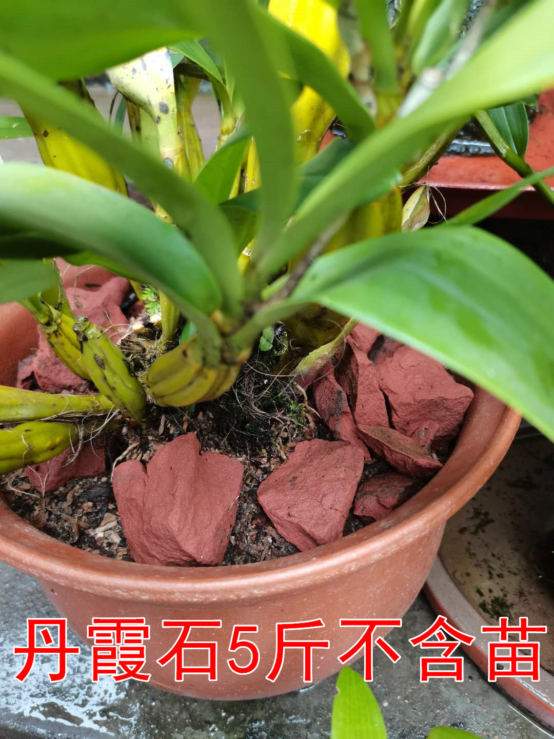 金钗吸水石基质铁皮鼓槌种植土