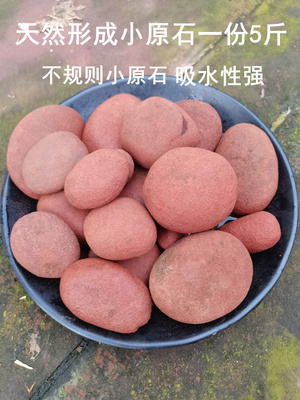 赤水种植自然金钗铁皮盆栽丹霞石