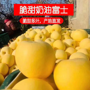 山东烟台黄金奶油富士苹果当季 水果脆甜新鲜苹果孕妇精 整箱好吃
