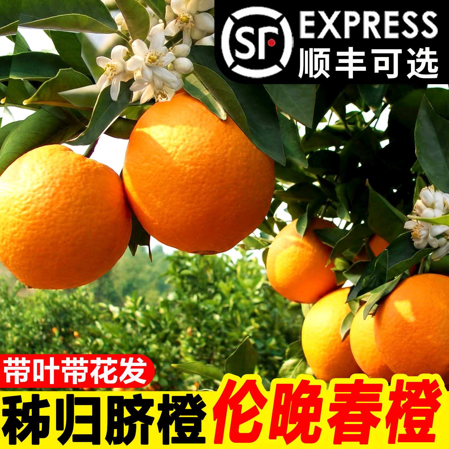 【春橙伦晚】新鲜橙子带枝带叶