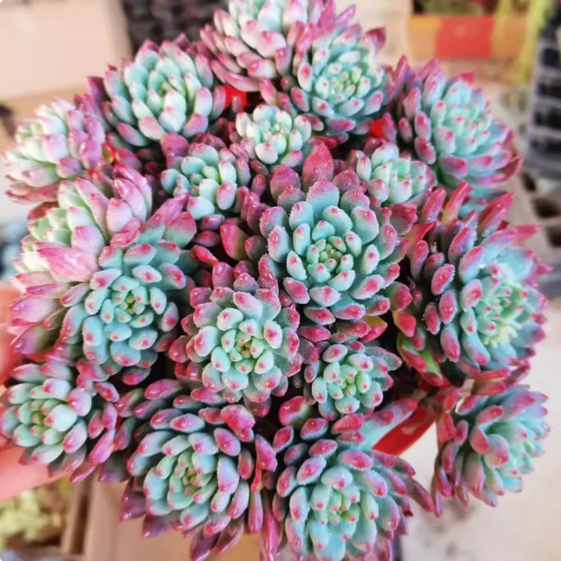 超大蓝苹果老桩多肉植物巨型稀有贵货蓝精灵阳台盆栽新手好养绿植,鲜花速递/花卉仿真/绿植园艺,绿植,淘宝优惠券,粉丝福利购,淘宝优惠卷