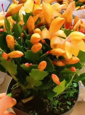 黄金蟹爪兰盆栽带花苞