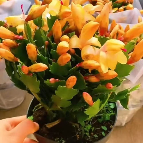 黄金蟹爪兰盆栽带花苞