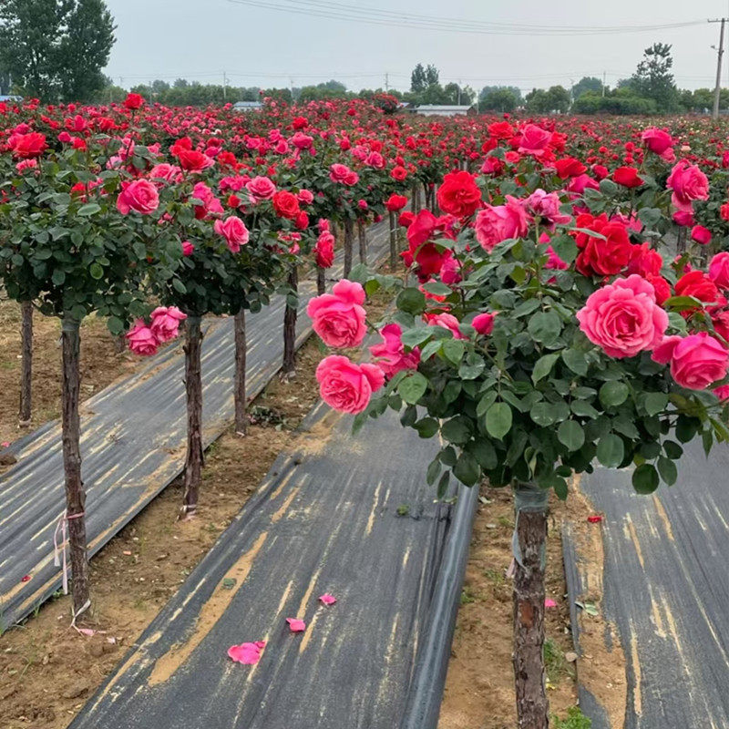 树桩月季棒棒糖花苗植物玫瑰大花浓香开花植物别墅庭院高档盆花卉