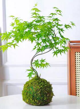 流泉枫盆栽绿植书房客厅室内植物日本枫树网红日系禅意办公室枫叶