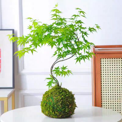 流泉枫盆栽绿植书房客厅室内植物日本枫树网红日系禅意办公室枫叶