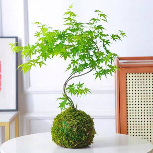 流泉枫盆栽绿植书房客厅室内植物日本枫树网红日系禅意办公室枫叶