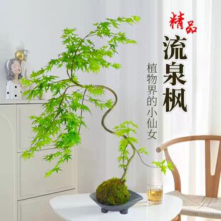 黄金流泉枫盆栽落地植物玄关造景绿植室内办公室客厅书房桌面盆景