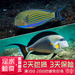 红海骑士红线纹吊波纹吊耳斑一字虎吊观赏鱼活体生物海水鱼缸静风