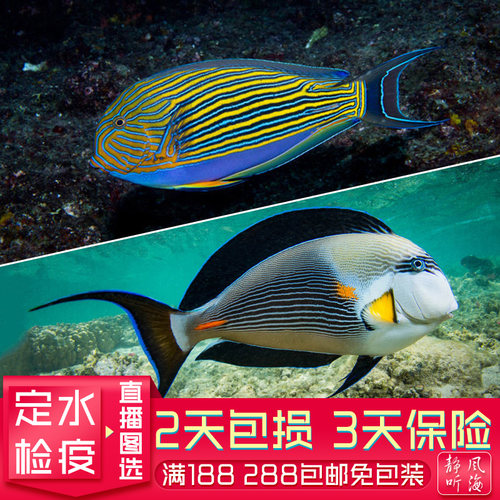 红海骑士红线纹吊波纹吊