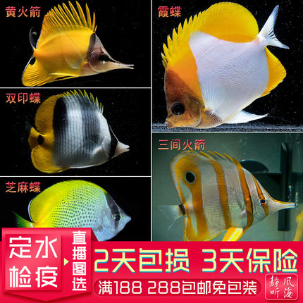三间火箭黄火箭霞蝶人字鲽网鲽月光活体海水蝶类鱼热带观赏鱼1