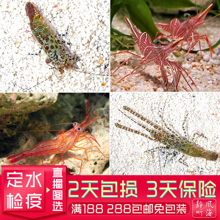 假绵羊虾机械虾薄荷虾吃垃圾葵食藻虾活体海水生物海缸观赏缸静风