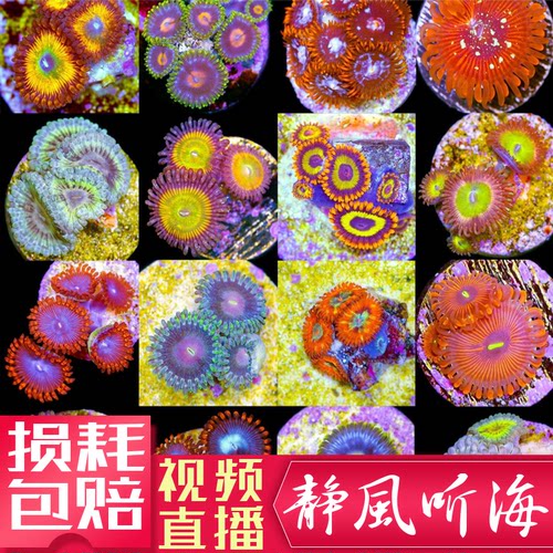 大种纽扣水螅软体珊瑚纽扣珊瑚
