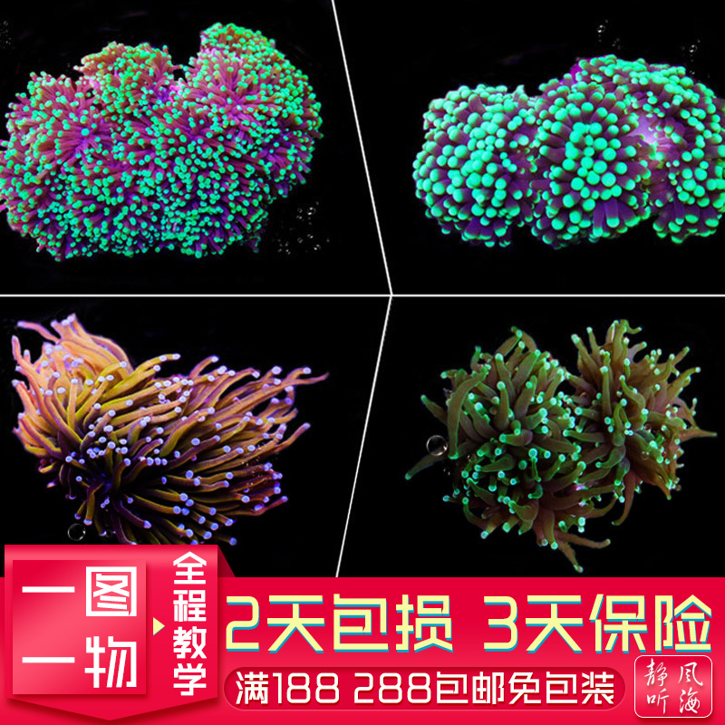 火柴头人工繁殖软体珊瑚软体珊瑚