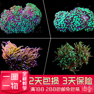 火柴头黄金黑点人工繁殖软体珊瑚LPS精品海缸海水真活印尼沙巴澳