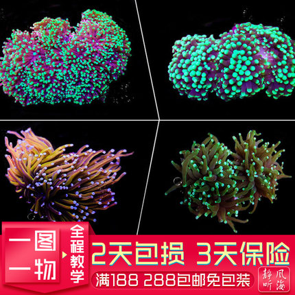 火柴头黄金黑点人工繁殖软体珊瑚LPS精品海缸海水真活印尼沙巴澳