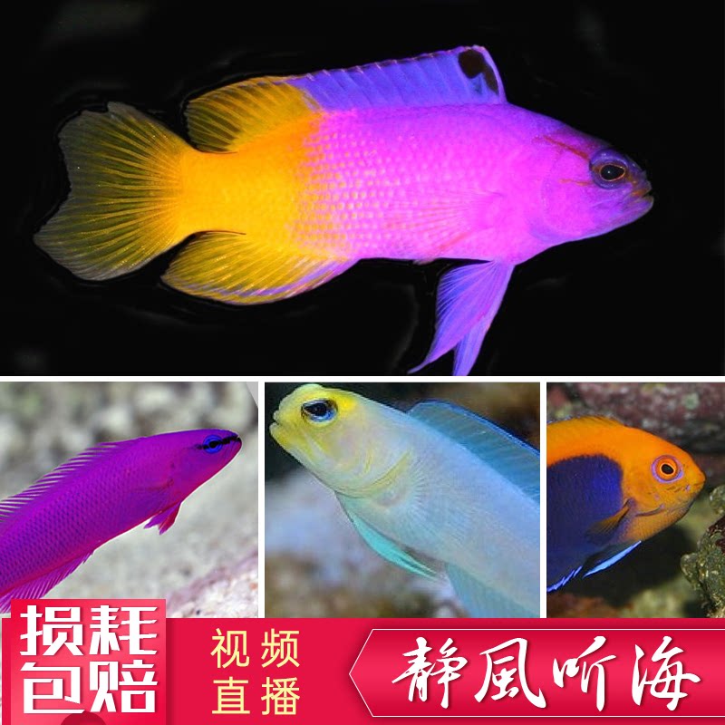 人工鬼王大帆鸳鸯红海草莓火背仙