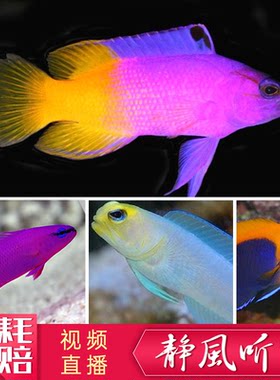 人工鬼王大帆鸳鸯红海草莓火背仙