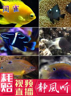 雀鲷魔类好养闯缸鱼群游