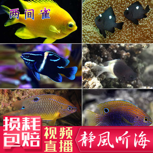 西施二三四六间雀太阳五彩三点白雀鲷魔群游好养海水活体闯缸鱼2