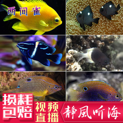 雀鲷魔类好养闯缸鱼群游