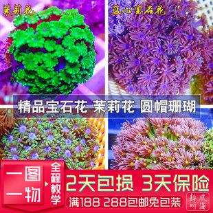 双色圆帽红绿宝石人工繁殖软体珊瑚花LPS海水缸真活印尼澳洲沙巴