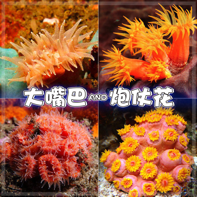 Big Mouth Firecracker flower sunlight Peach blossom sea Spider sponge finger NPS software Coral Sea Aquaticin the Pet/Pet food and supplies , Aqua World , Other aquarium pets  category - from Buy2taobao.com to provide professional Taobao agent buy service