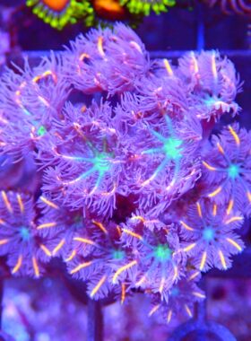 大手星花软体珊瑚澳洲灯琴