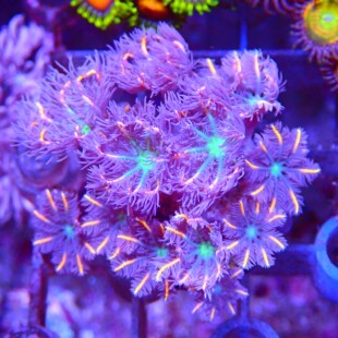 金边绿芯大手星花印尼绿人工繁殖软体珊瑚LPS海水缸活体静风听海