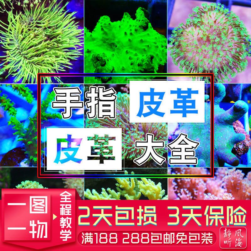 沙巴手指皮革长须花环虎耳珊瑚