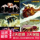 红蓝脚寄居蟹壳黎明蜘蛛蟹海葵蟹电光拳击蟹除藻活体生物海水鱼缸