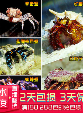 红蓝脚寄居蟹壳黎明蜘蛛蟹