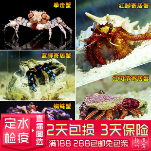 红蓝脚寄居蟹壳黎明蜘蛛蟹海葵蟹电光拳击蟹除藻活体生物海水鱼缸