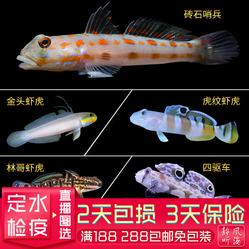翻沙生物海水鱼虾虎钻石哨兵