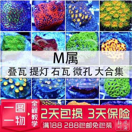 恶魔糖森林大火马提花皇家提灯红花豆丁M属微孔人工繁殖瓦片珊瑚 - 封面
