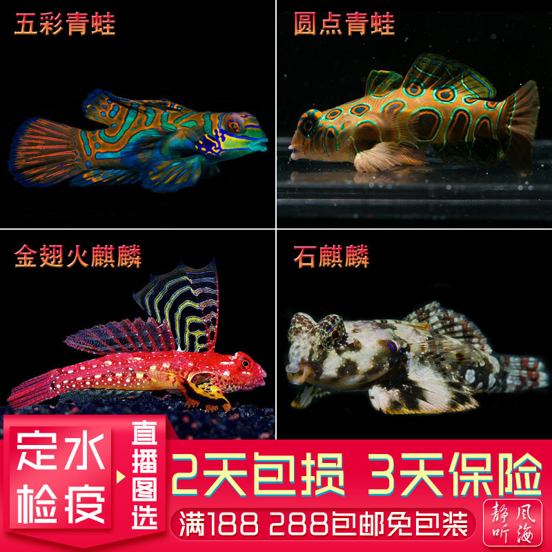 活体除虫热带鱼海水生物