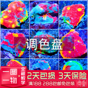 四色五色调色盘珊瑚彩虹蜂窝脑片脑瓦脑人工繁殖软体LPS海水活体