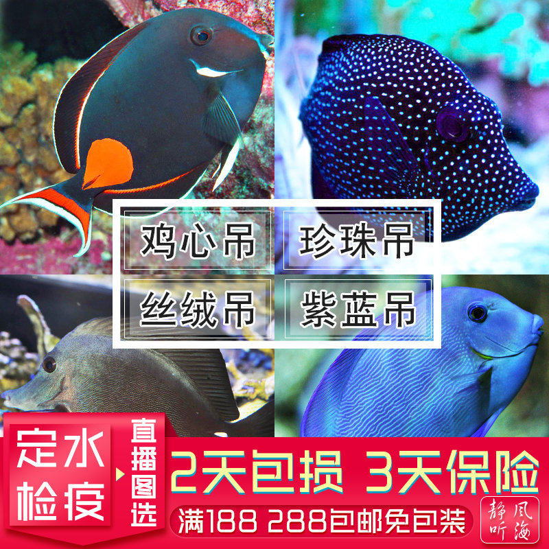 鸡心吊珍珠吊紫蓝吊夏威夷火焰吊丝绒吊活体热带观赏鱼静风听海