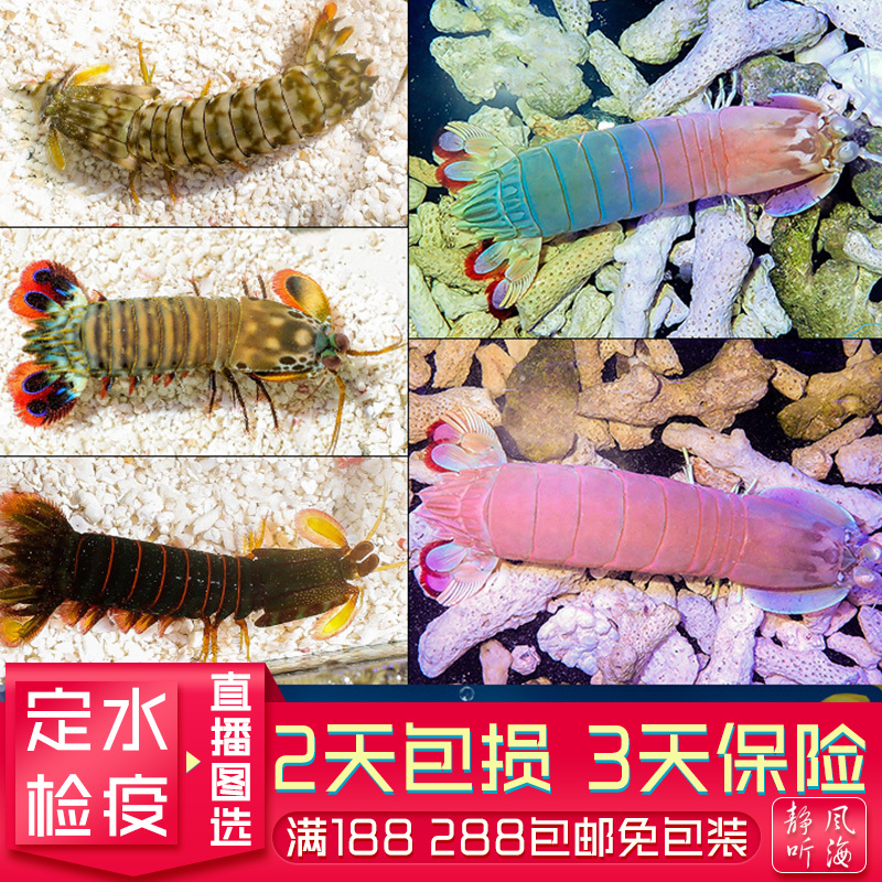 五彩螳螂虾 彩虹皮皮虾  雀尾螳螂虾 龙虾 枪虾 网红海水宠物虾