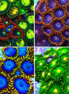 扣皇苏拉亮橙核辐射万花筒YODA大种纽扣软体纽扣珊瑚