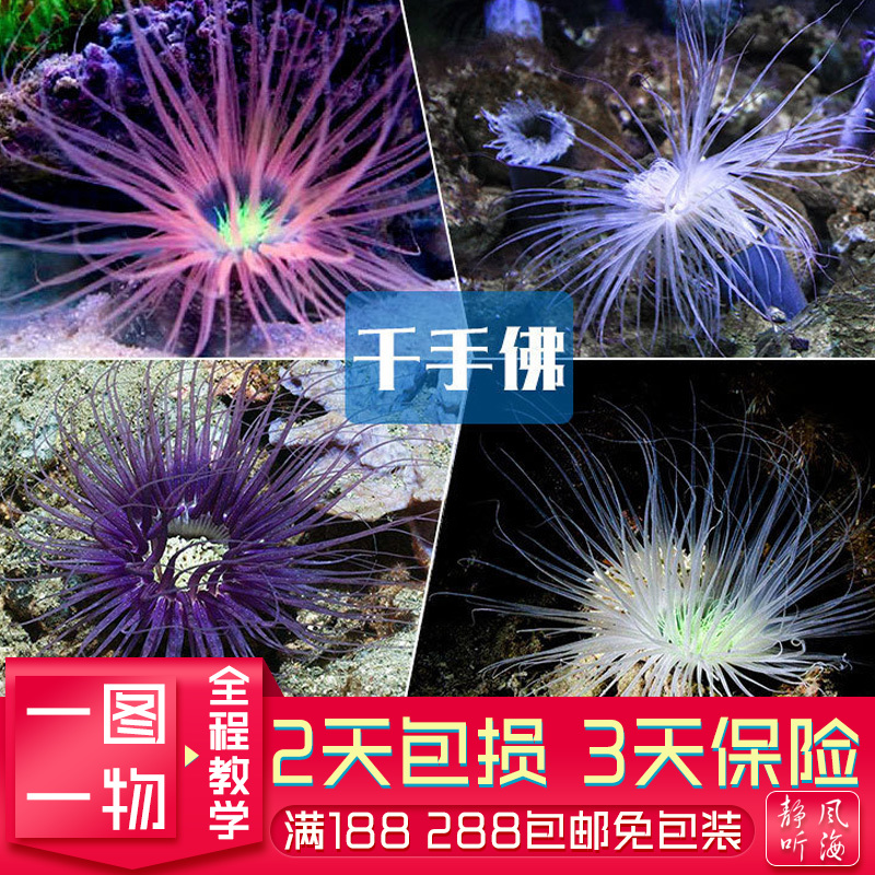 红须绿芯千手佛软体珊瑚活体