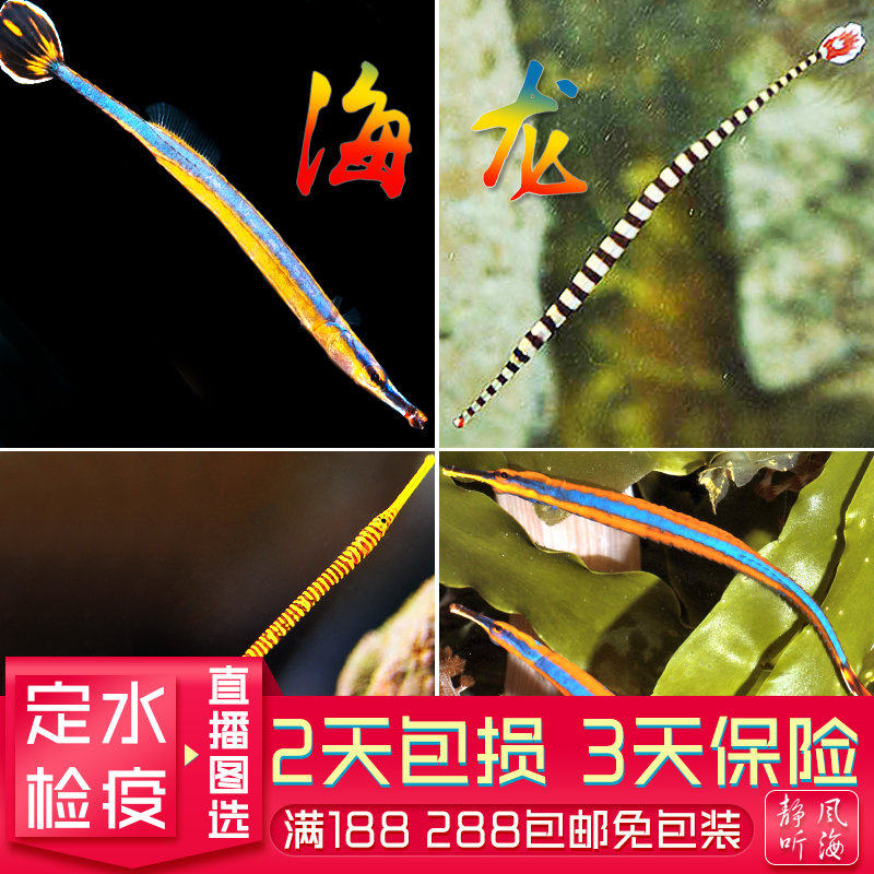 绿海龙斑节海龙趴趴海龙环纹海龙蓝线热带海水鱼活体静风听海