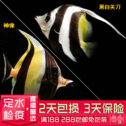 静风听海神像关刀鬼刀角蝶高贵典雅体态优美群养观赏鱼活体海水鱼