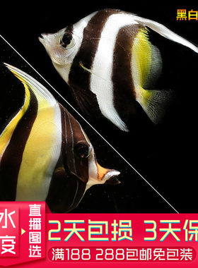 海水鱼海神关刀角蝶观赏鱼活体