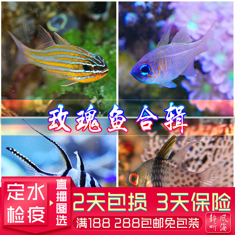 天使红眼玫瑰活体海水观赏鱼