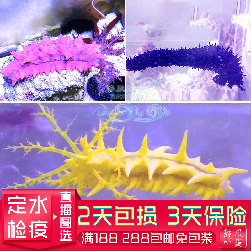 翻砂海參濾食海水生物紅海參